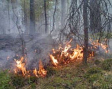 В Саратове ограничивают доступ жителей в леса
