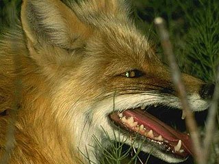 На территории области зарегистрировано 69 случаев бешенства животных