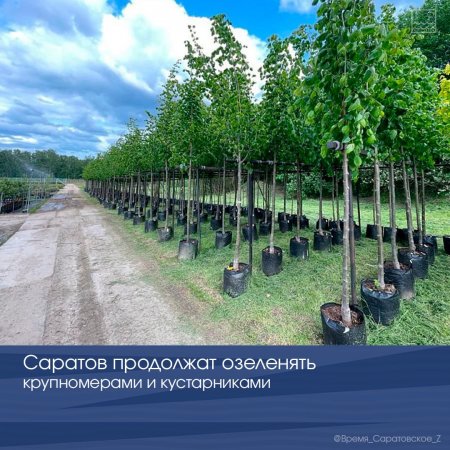 Саратов продолжат озеленять крупномерами и кустарниками