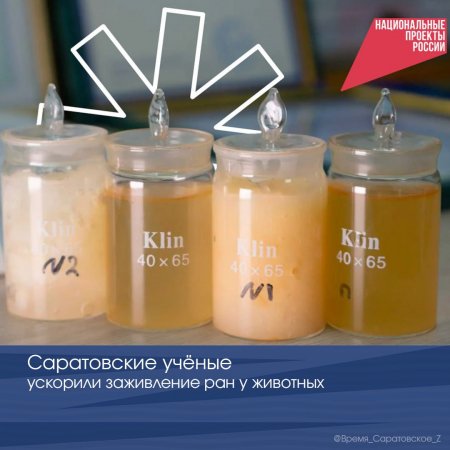 Саратовские учёные создали органический «пластырь» для сельскохозяйственных животных