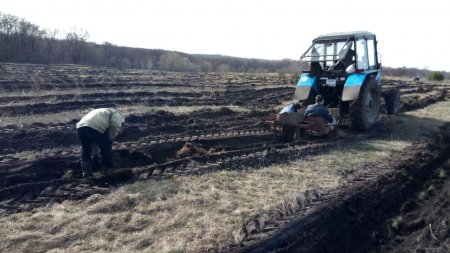 Саратовская область более чем в два раза обогнала Татарстан по числу высаженных деревьев