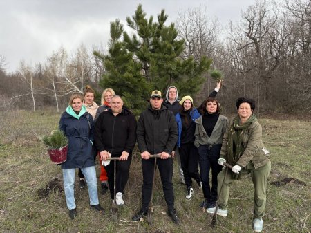 В Саратове у лагеря «Березка» на Кумысной поляне высадили крымскую сосну и рябину