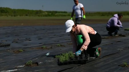 В Саратовской области высадили лавандовые поля