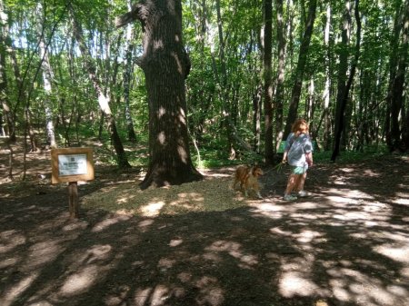 В Саратове благоустраивают природный памятник "Кумысная поляна"