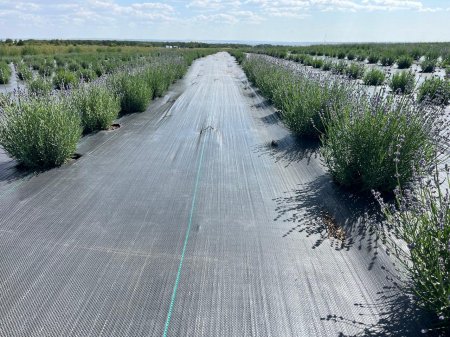 В Татищевском районе зацвели первые лавандовые поля