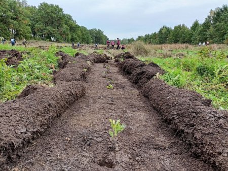 Осенью в Саратовской области создадут леса на площади порядка тысячи гектаров