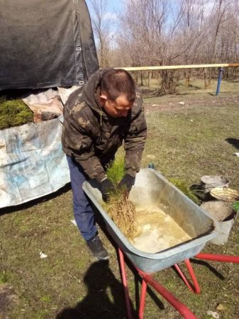 В Саратовской области белую акацию считают перспективной породой для лесопосадок