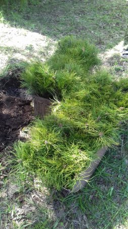 В Саратовской области белую акацию считают перспективной породой для лесопосадок