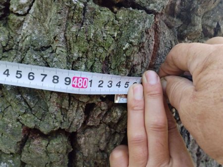 Саратовский 380-летний дуб включили в национальный реестр старовозрастных деревьев России