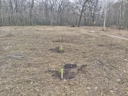 На Кумысной поляне впервые высадили кедр
