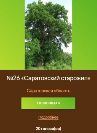 227-летний саратовский дуб – претендент на титул главного дерева России