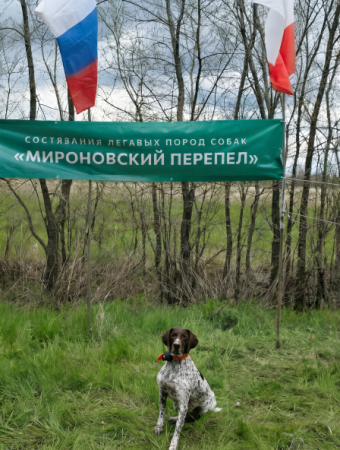 25 июля открывается охота на пернатую дичь с собаками