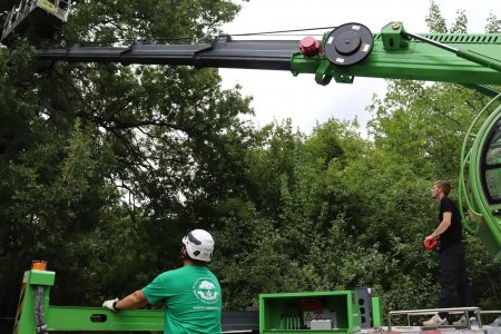 В Энгельсе провели оздоровительные процедуры для 112-летнего дуба
